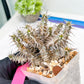 Euphorb Genoudiana (P-Y) | imported Plants