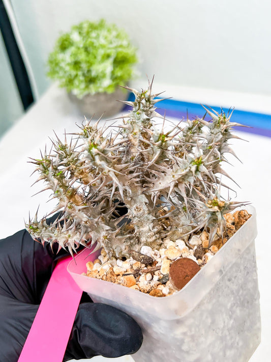 Euphorb Genoudiana (P-Y) | imported Plants