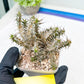 Euphorb Genoudiana (P-Y) | imported Plants