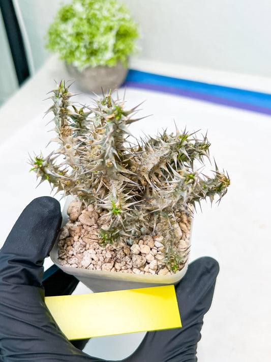 Euphorb Genoudiana (P-Y) | imported Plants
