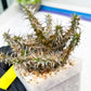 Euphorb Genoudiana (P-Y) | imported Plants