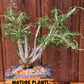 Euphorb Genoudiana (B-G) | imported Plants