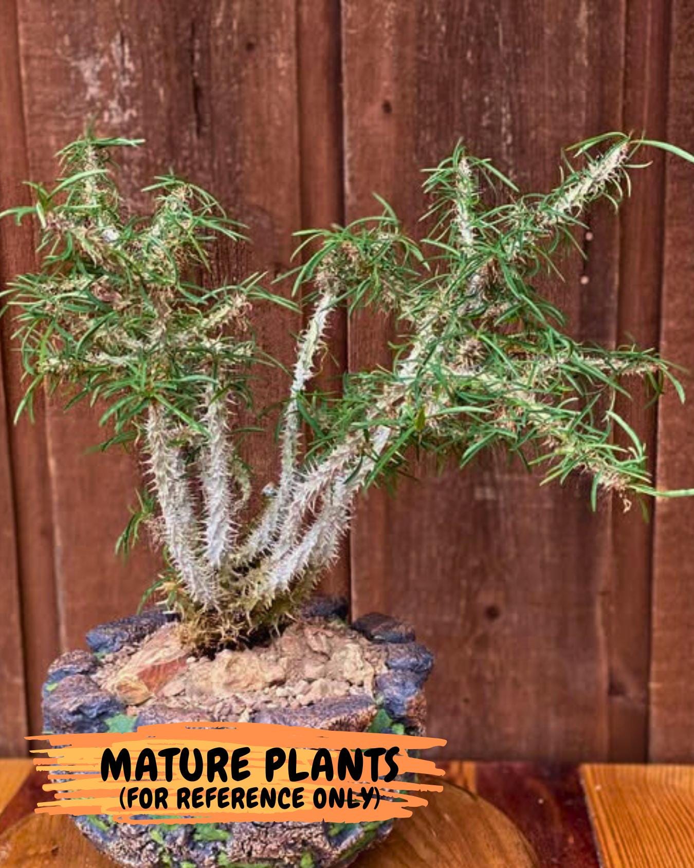 Euphorb Genoudiana (3) | imported Plants