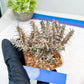 Euphorb Genoudiana (B-G) | imported Plants