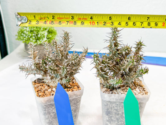 Euphorb Genoudiana (B-G) | imported Plants