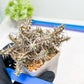 Euphorb Genoudiana (B-G) | imported Plants