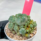 Spineless cactus Cluster (P-Y-B) | imported Plants