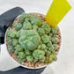 Spineless cactus Cluster (P-Y-B) | imported Plants