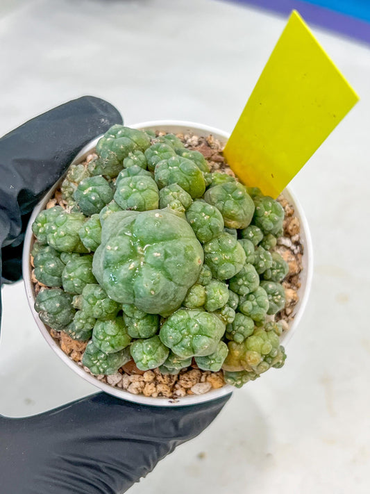 Spineless cactus Cluster (P-Y-B) | imported Plants