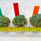Spineless cactus Cluster (G-R-O) | imported Plants