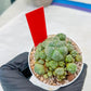 Spineless cactus Cluster (G-R-O) | imported Plants