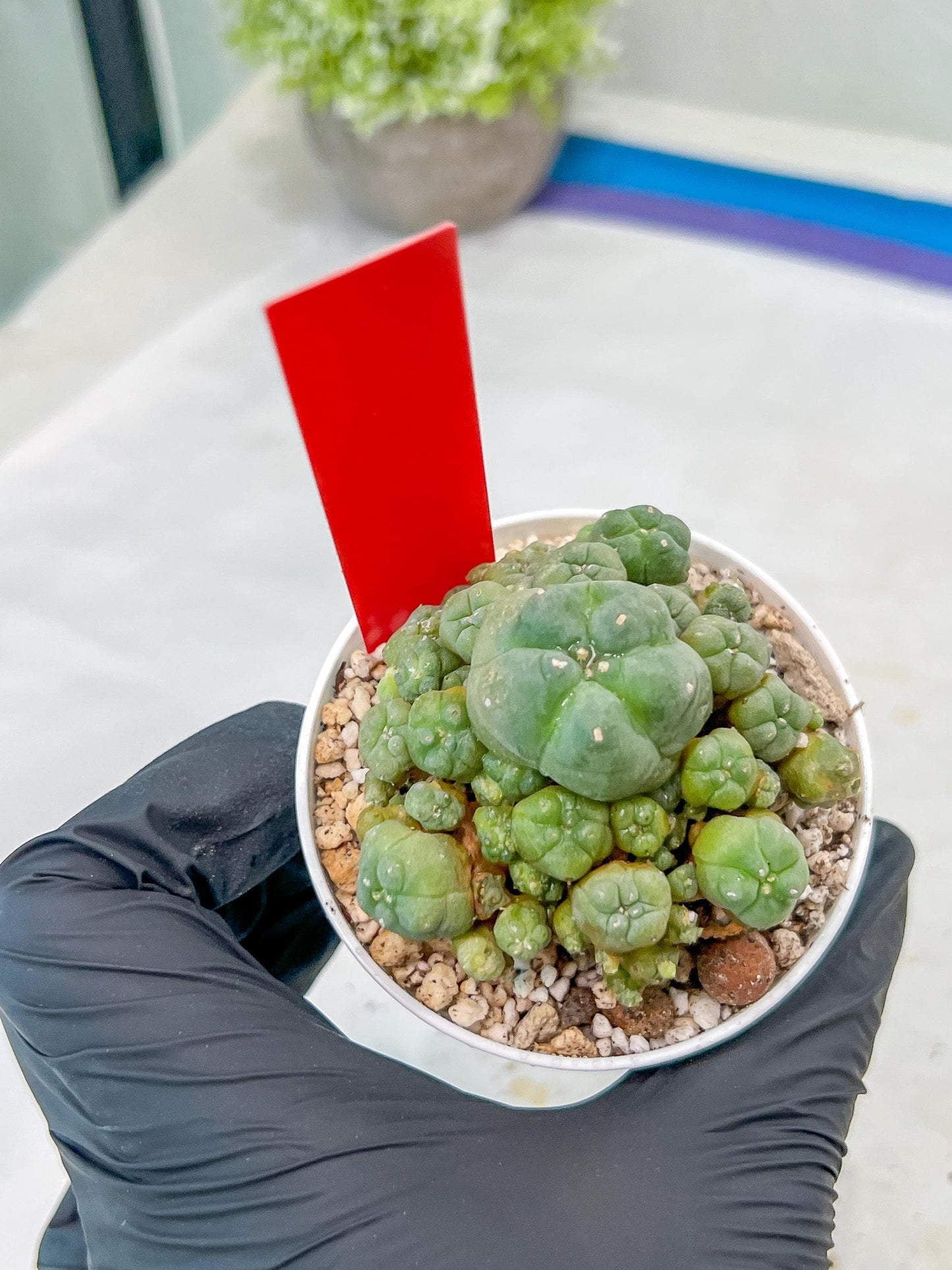 Spineless cactus Cluster (G-R-O) | imported Plants | Very Hard to Find