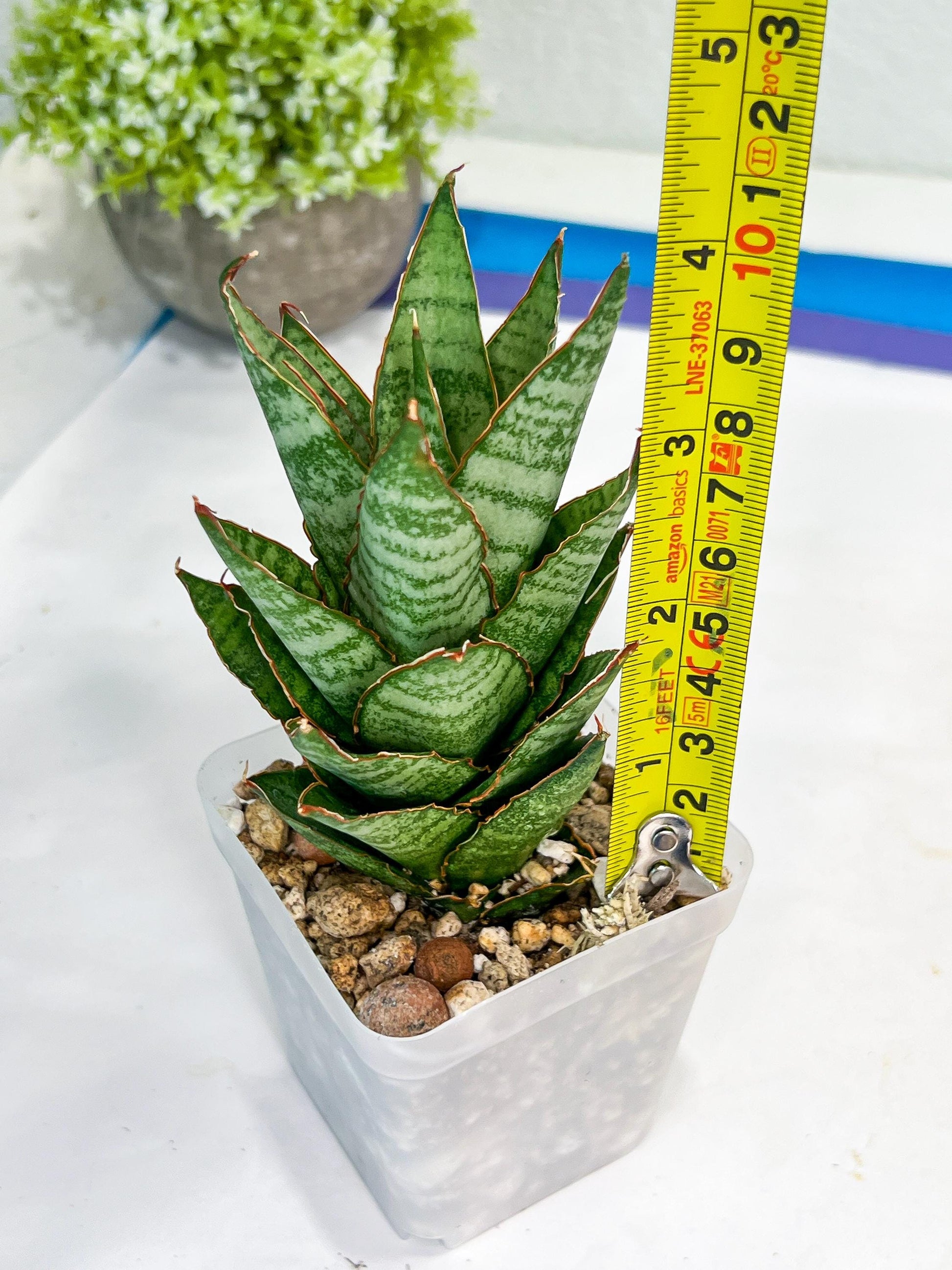 Sansevieria Cordova x Moonshine (#Ba12) | Imported Plants