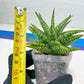 Sansevieria Dolphin (#Ba15) | Parent Plant (Cordova x Downsi ) X Bella Silver)