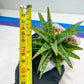 Sansevieria Dolphin (#Ba15) | Parent Plant (Cordova x Downsi ) X Bella Silver)