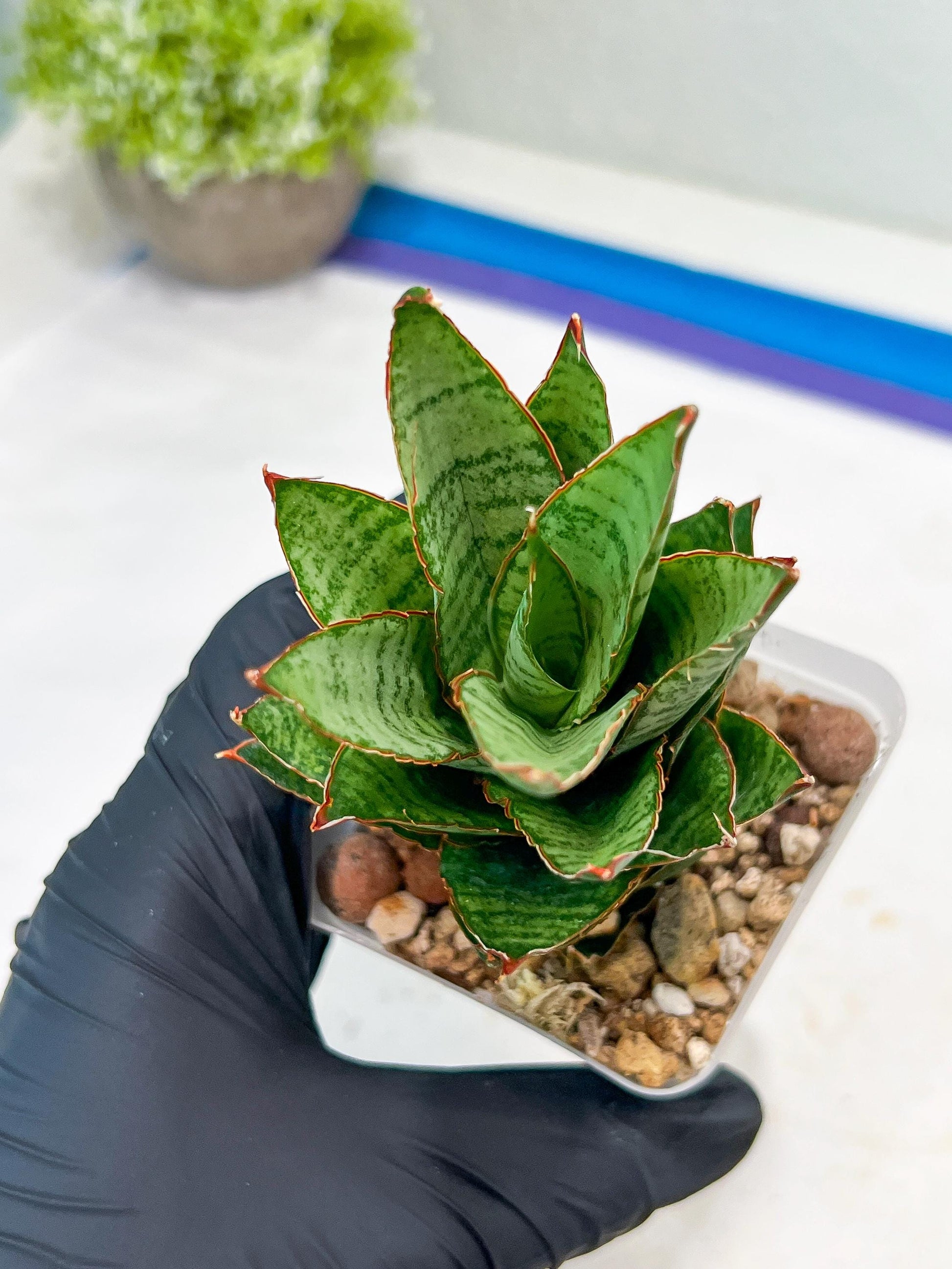 Sansevieria Cordova x Moonshine (#Ba12) | Imported Plants