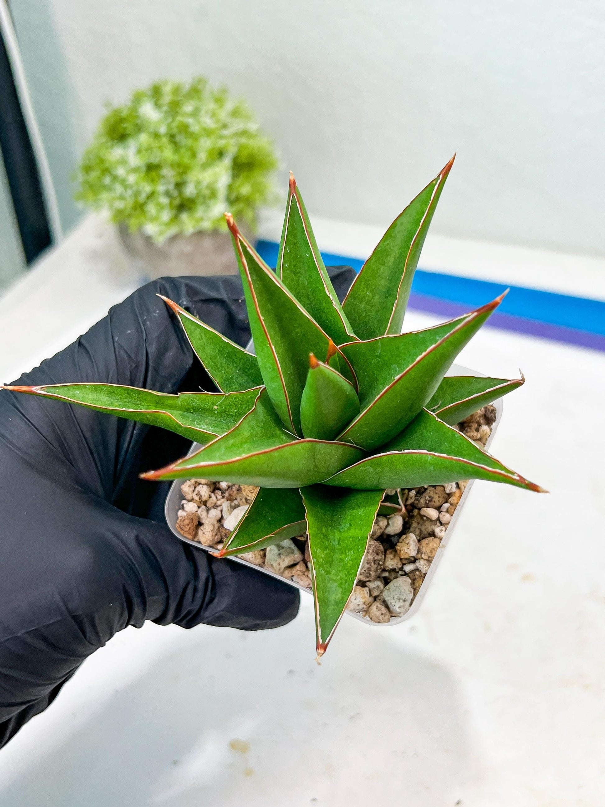 Sansevieria Denjaka (#Ba13) | Parent Plant (Pinguicula x Trifasciata)
