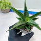 Sansevieria Dewi (#Ba14) | Parent Plant (Aries x Ariella)