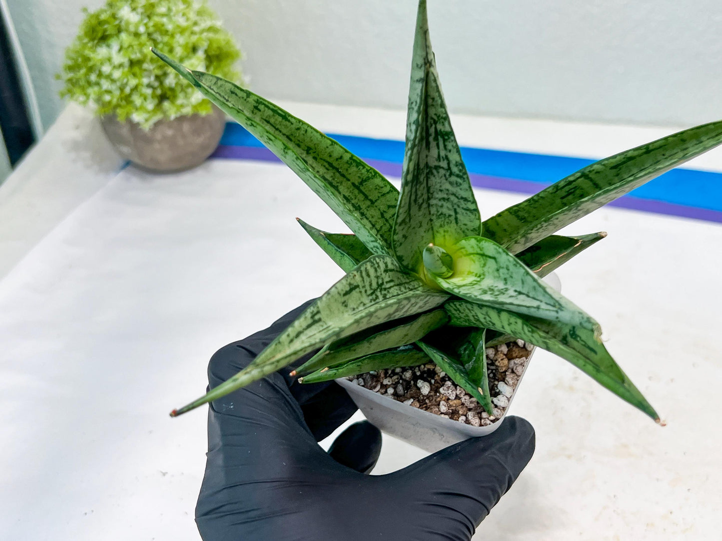 Sansevieria Dewi (#Ba14) | Parent Plant (Aries x Ariella)