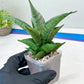 Sansevieria Dewi (#Ba14) | Parent Plant (Aries x Ariella)