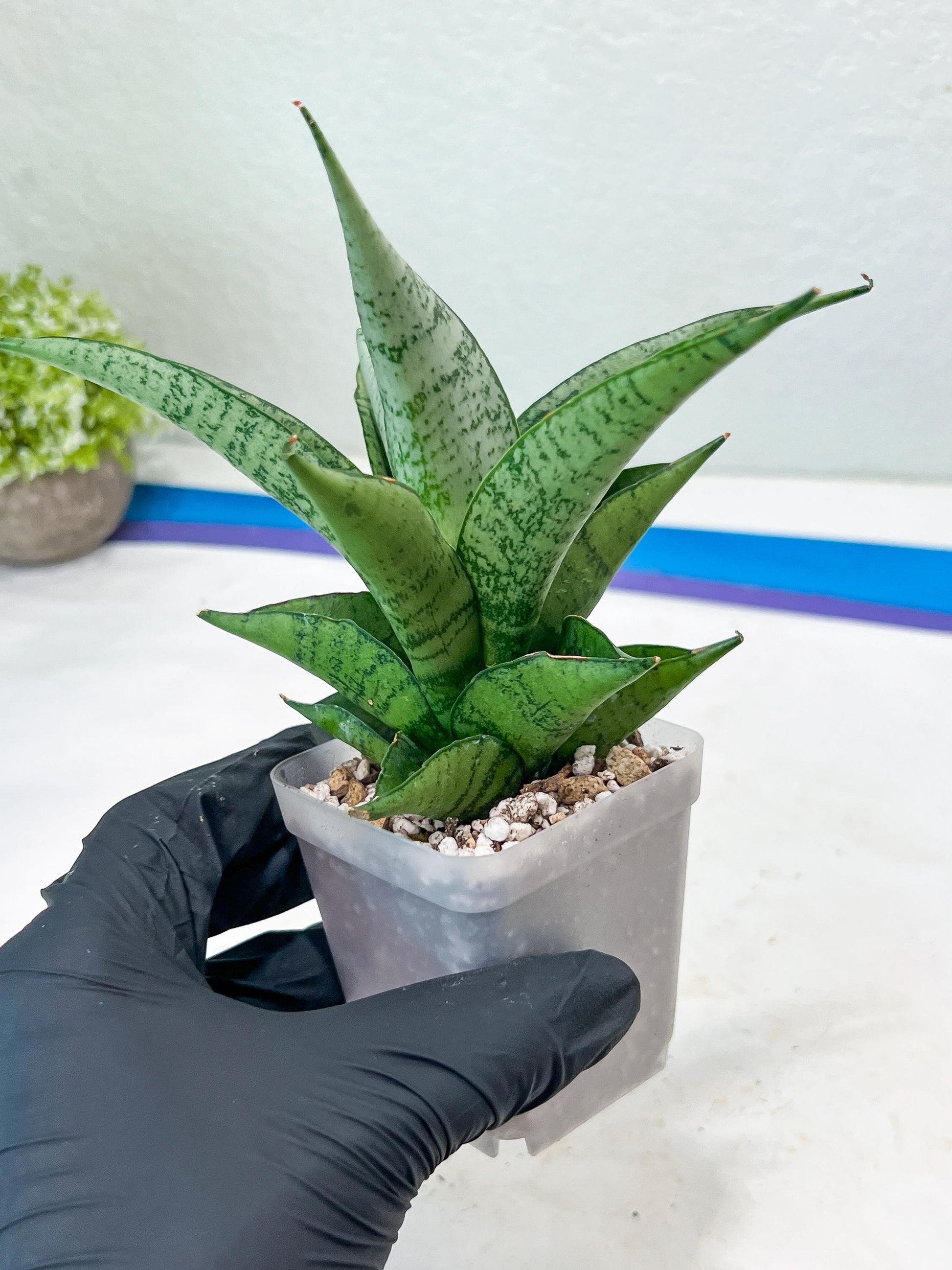 Sansevieria Dewi (#Ba14) | Parent Plant (Aries x Ariella)