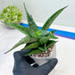 Sansevieria Dewi (#Ba14) | Parent Plant (Aries x Ariella)
