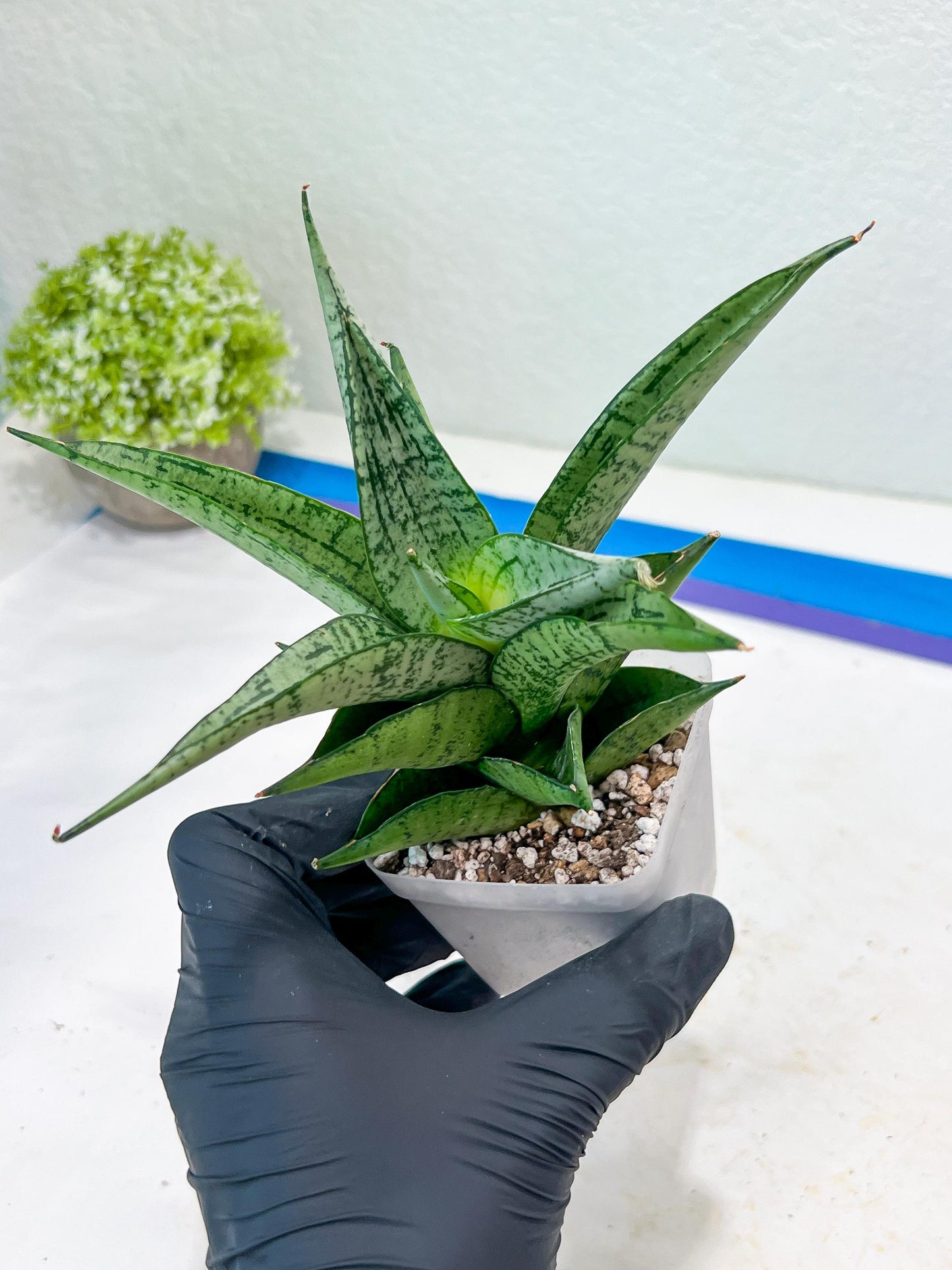 Sansevieria Dewi (#Ba14) | Parent Plant (Aries x Ariella)