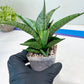 Sansevieria Dewi (#Ba14) | Parent Plant (Aries x Ariella)