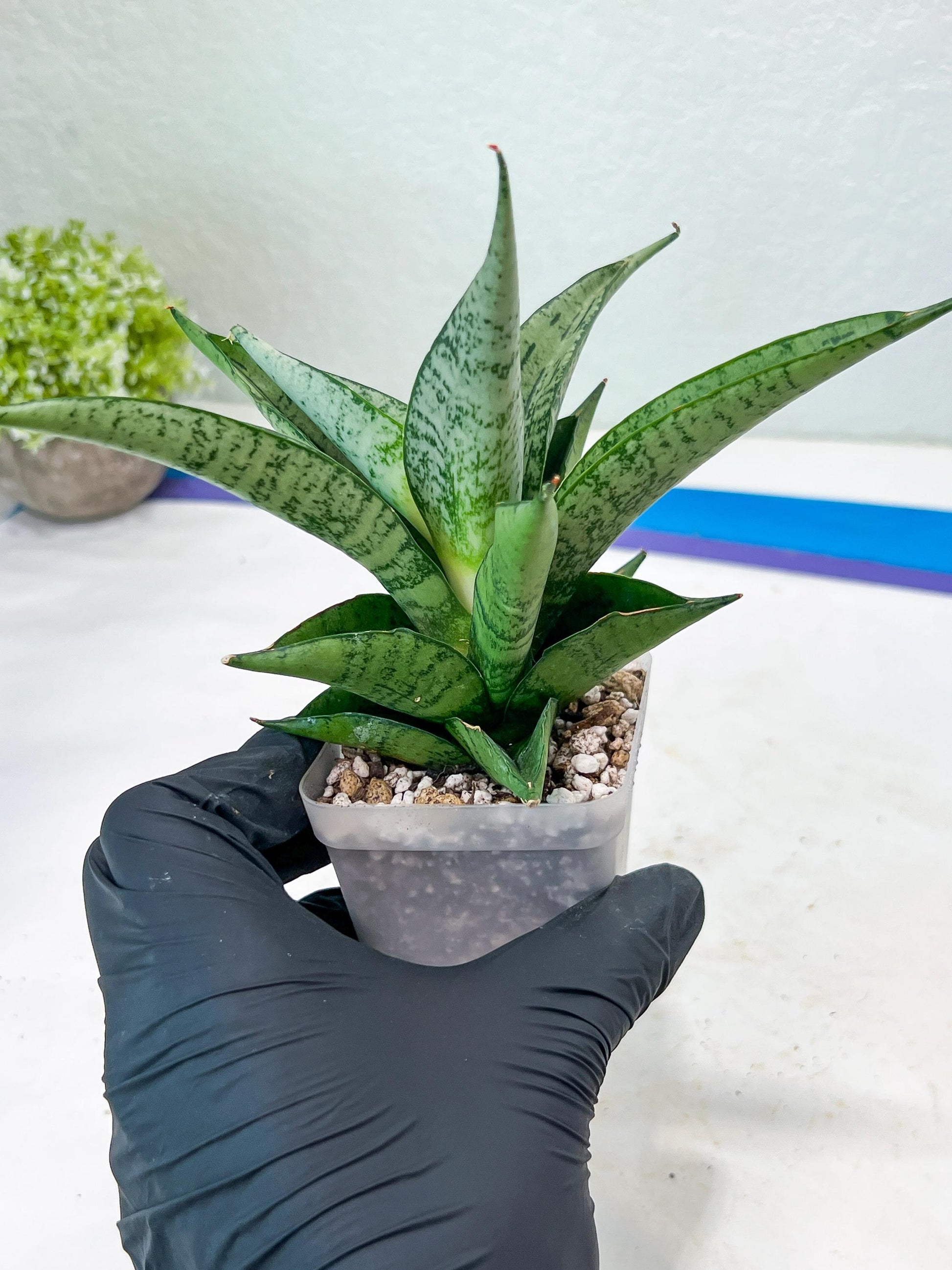 Sansevieria Dewi (#Ba14) | Parent Plant (Aries x Ariella)