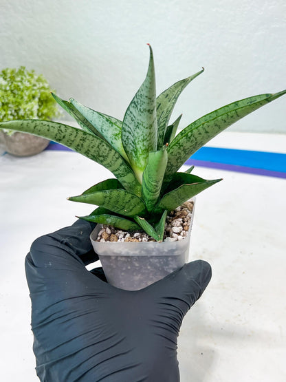 Sansevieria Dewi (#Ba14) | Parent Plant (Aries x Ariella)