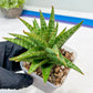 Sansevieria Dolphin (#Ba15) | Parent Plant (Cordova x Downsi ) X Bella Silver)
