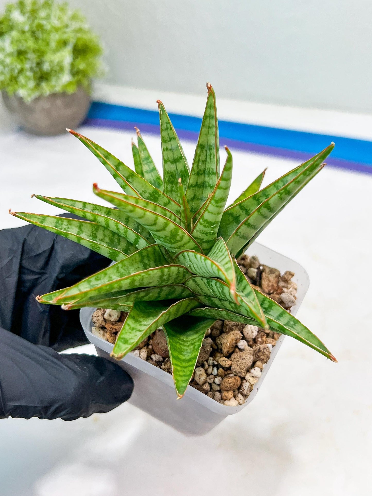Sansevieria Dolphin (#Ba15) | Parent Plant (Cordova x Downsi ) X Bella Silver)
