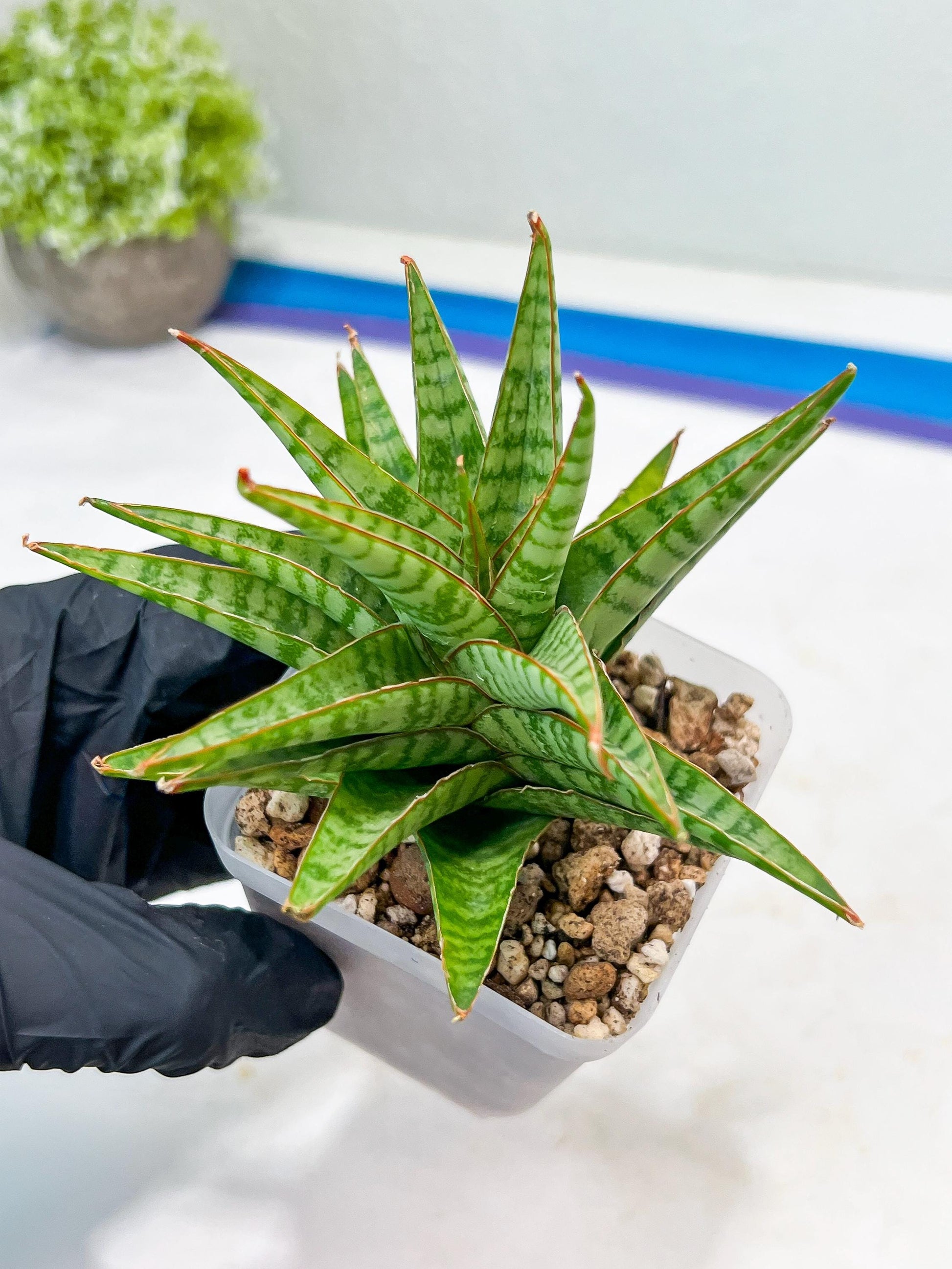 Sansevieria Dolphin (#Ba15) | Parent Plant (Cordova x Downsi ) X Bella Silver)