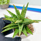 Sansevieria Dolphin (#Ba15) | Parent Plant (Cordova x Downsi ) X Bella Silver)