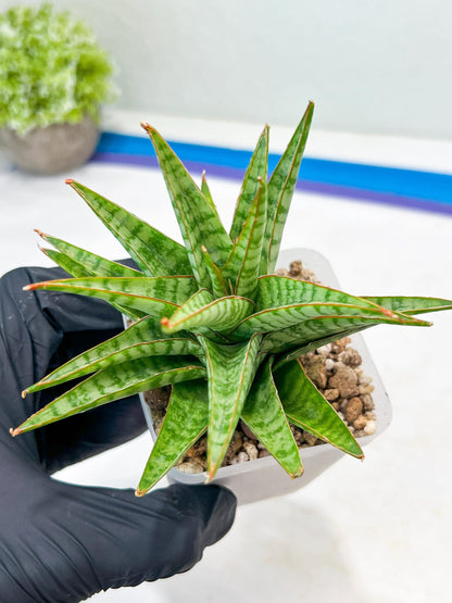 Sansevieria Dolphin (#Ba15) | Parent Plant (Cordova x Downsi ) X Bella Silver)