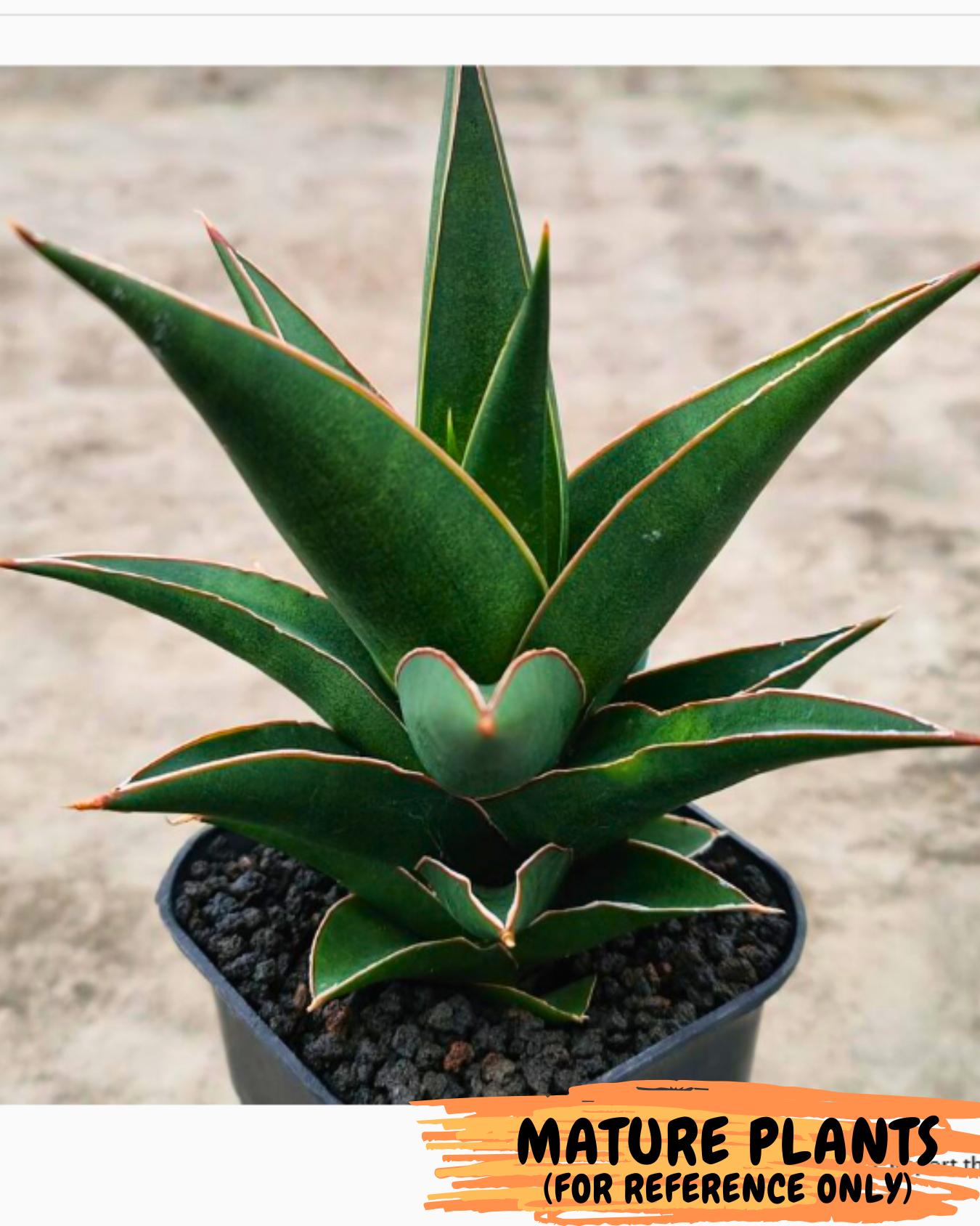 Sansevieria Denjaka (#Ba13) | Parent Plant (Pinguicula x Trifasciata)