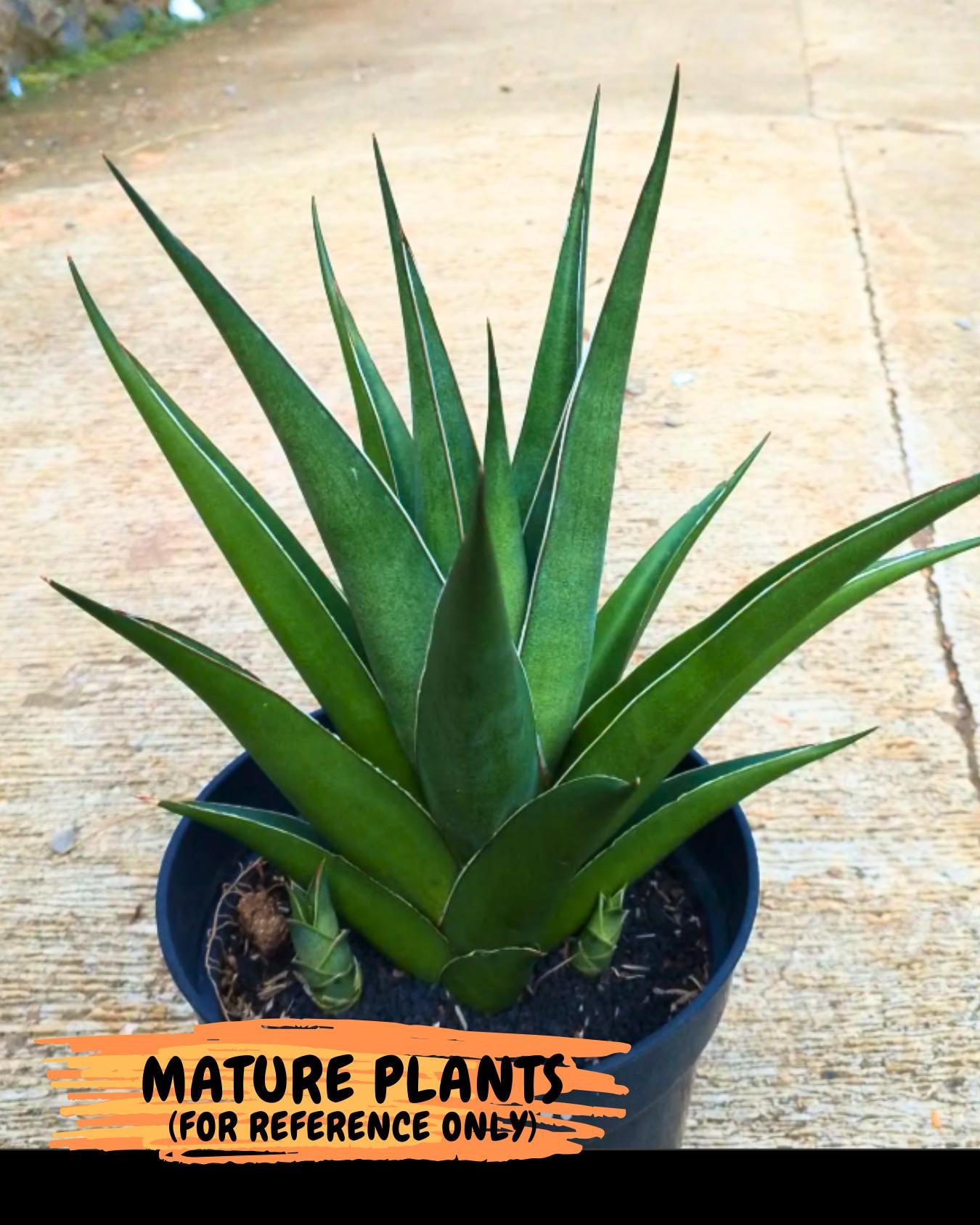 Sansevieria Denjaka (#Ba13) | Parent Plant (Pinguicula x Trifasciata)