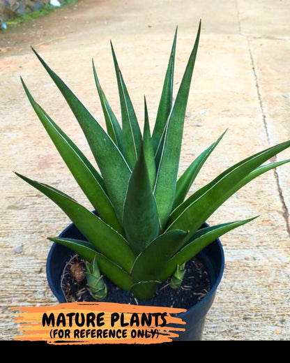 Sansevieria Denjaka (#Ba13) | Parent Plant (Pinguicula x Trifasciata)