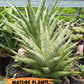 Sansevieria Dolphin (#Ba15) | Parent Plant (Cordova x Downsi ) X Bella Silver)