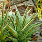 Sansevieria Dolphin (#Ba15) | Parent Plant (Cordova x Downsi ) X Bella Silver)