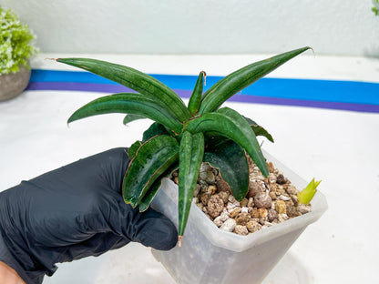 Sansevieria AlboPilosa (#Ba2) | Imported Plants