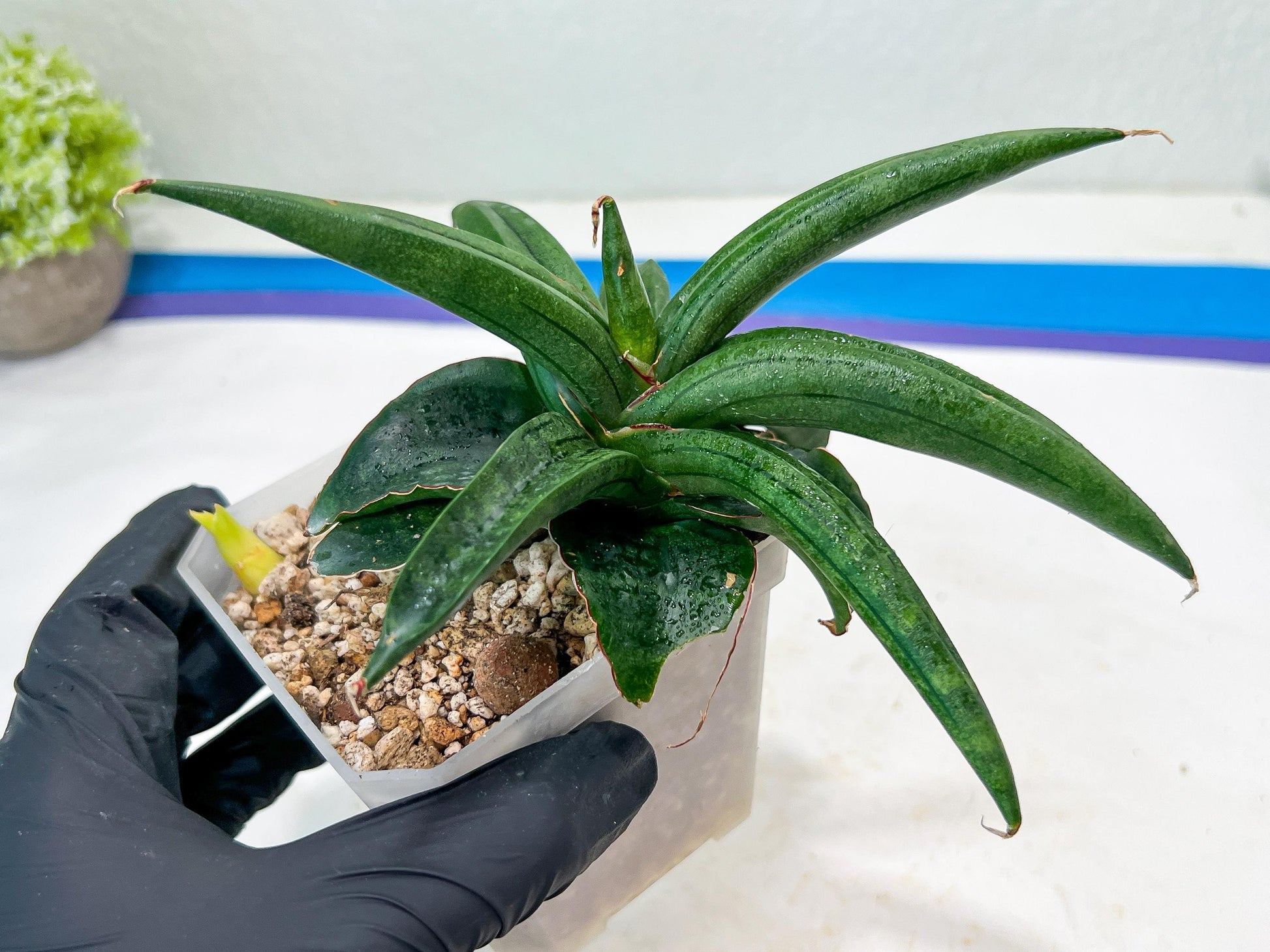 Sansevieria AlboPilosa (#Ba2) | Imported Plants