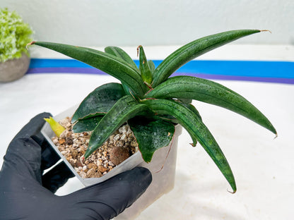 Sansevieria AlboPilosa (#Ba2) | Imported Plants