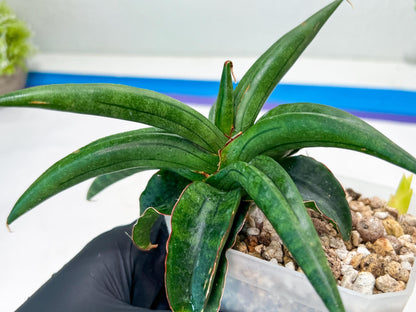 Sansevieria AlboPilosa (#Ba2) | Imported Plants