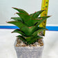 Sansevieria Ghea (#Ba18) | Imported Plants
