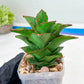 Sansevieria Ghea (#Ba18) | Imported Plants