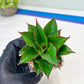 Sansevieria Ghea (#Ba18) | Imported Plants