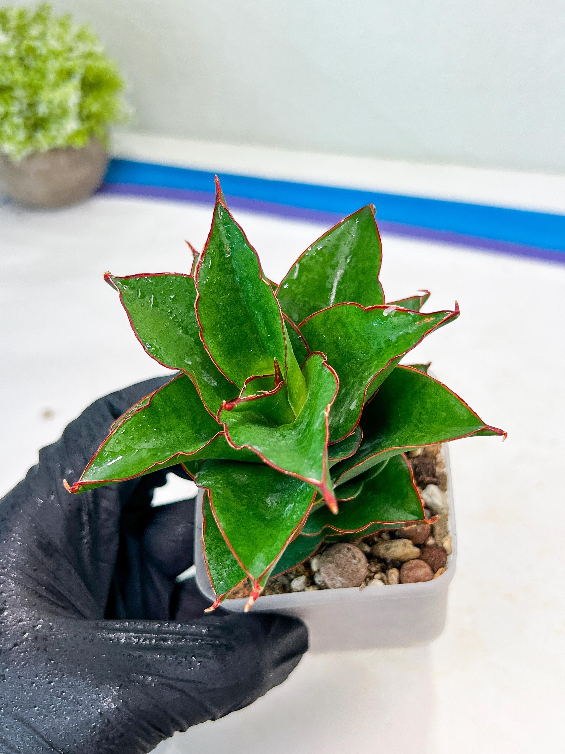 Sansevieria Ghea (#Ba18) | Imported Plants