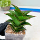 Sansevieria Ghea (#Ba18) | Imported Plants