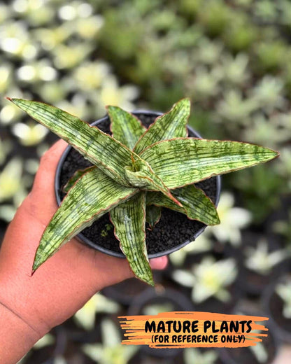 Sansevieria Gara (#Ba16) | Imported Plants